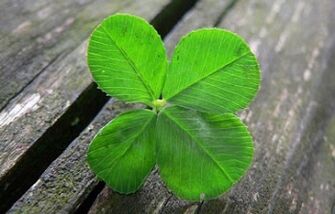 clover like an amulet for good luck