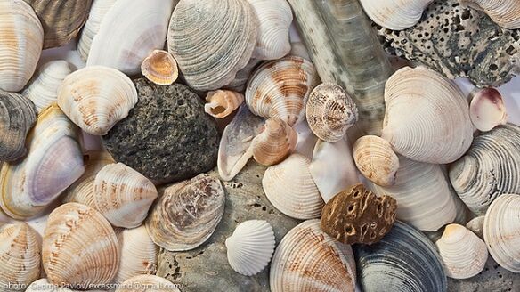 shells like a successful amulet