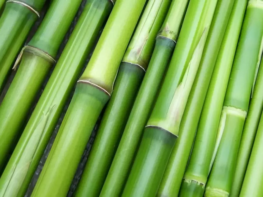good luck amulet - bamboo